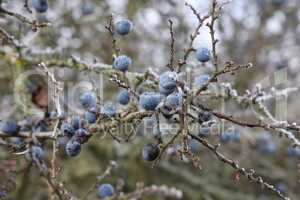 Blue blackthorn berries on the bushes are covered with hoarfrost