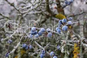 Blue blackthorn berries on the bushes are covered with hoarfrost