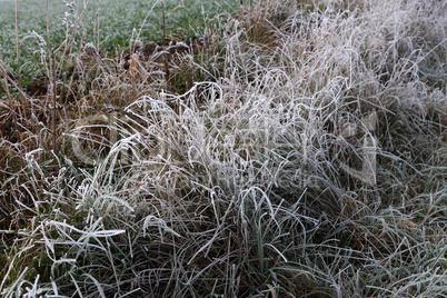 The grass is covered with frost on a frosty morning