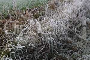 The grass is covered with frost on a frosty morning