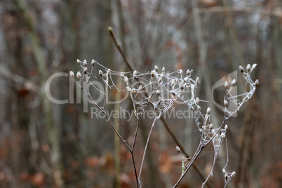 Frost on dried plants on a frosty morning