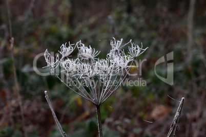 Frost on dried plants on a frosty morning