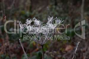 Frost on dried plants on a frosty morning