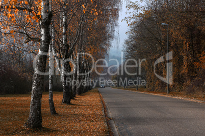 Birch trees along the roadside in autumn
