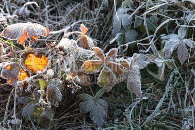 The leaves on the trees are covered with frost