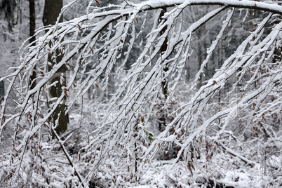 The first snow fell in the forest