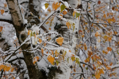 Yellow birch leaves are covered with the first snow