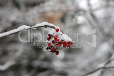 Red rowan berries in the snow in winter