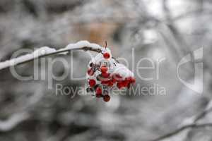 Red rowan berries in the snow in winter