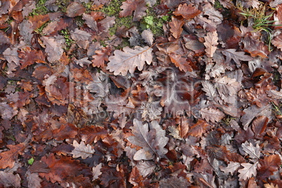 Fallen from a tree leaves in the forest in autumn