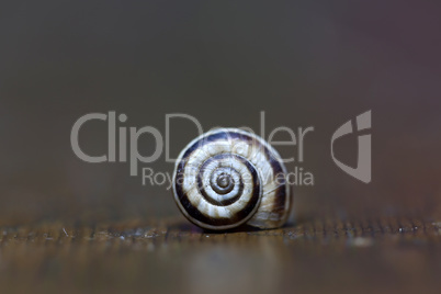 A simple snail shell lies on the table