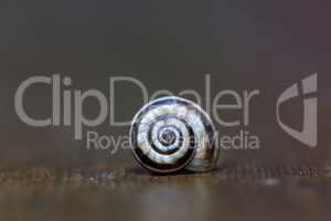 A simple snail shell lies on the table