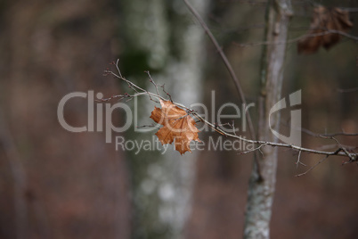 Dry autumn leaf on a tree branch in the forest