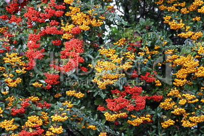 Pyracantha branches with bright orange ripe berries