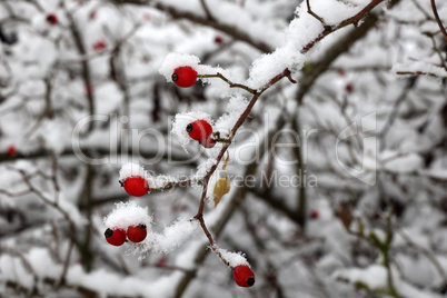 Red rose hips in frost in winter