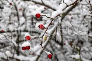 Red rose hips in frost in winter