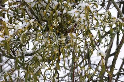 White mistletoe plant hanging on the branch in Winter
