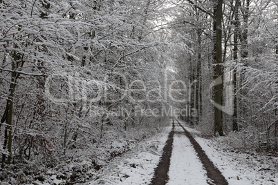 The first snow fell in the forest