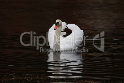 Lonely white swan floating on the river