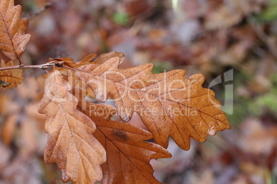 Brown oak leaves on a rainy autumn day