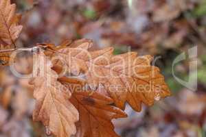 Brown oak leaves on a rainy autumn day