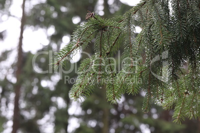 Fluffy green spruce branches in the forest