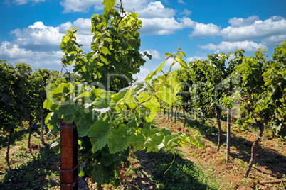 Weinberge in der Südpfalz