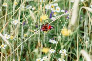 European peacock butterfly on the yellow flower