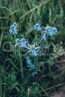 Flowers of blue eryngium