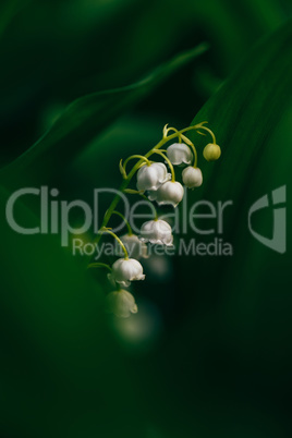 Flower of lily of the valley in forest