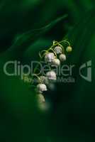 Flower of lily of the valley in forest