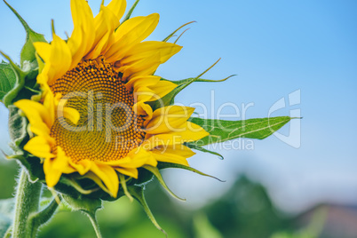 Single blooming sunflower