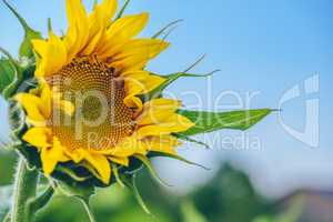 Single blooming sunflower