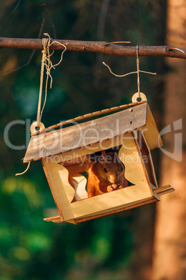 Squirrel eats nuts in the feeder.