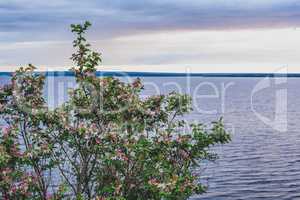 Bush of pink flowers on river coast