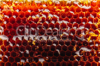 Macro of honeycomb background