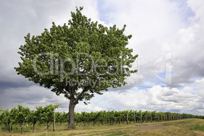 Weinberge und Baum