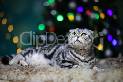 Beautiful domestic cat on the background of bokeh christmas tree