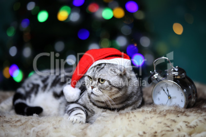 Beautiful domestic cat on the background of bokeh christmas tree