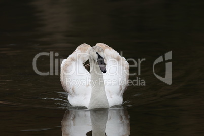 Lonely white swan floating on the river