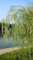 weeping willow