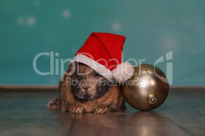 Red-haired dwarf rabbit in a Christmas hat