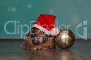 Red-haired dwarf rabbit in a Christmas hat