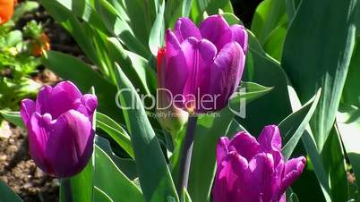 Drei lila Tulpen (Großaufnahme)