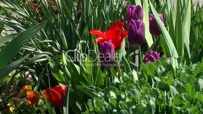 Violette und rote Tulpen