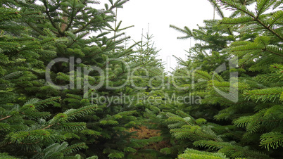 christmas tree plantation