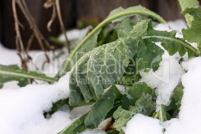 Green plant in winter under frost and snow