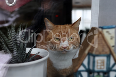 A cat looks out the window in winter