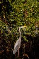 Great Blue Heron Ardea herodias on the roots of a mangrove tree