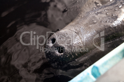 Snout of a West Indian manatee Trichechus manatus swimming in th